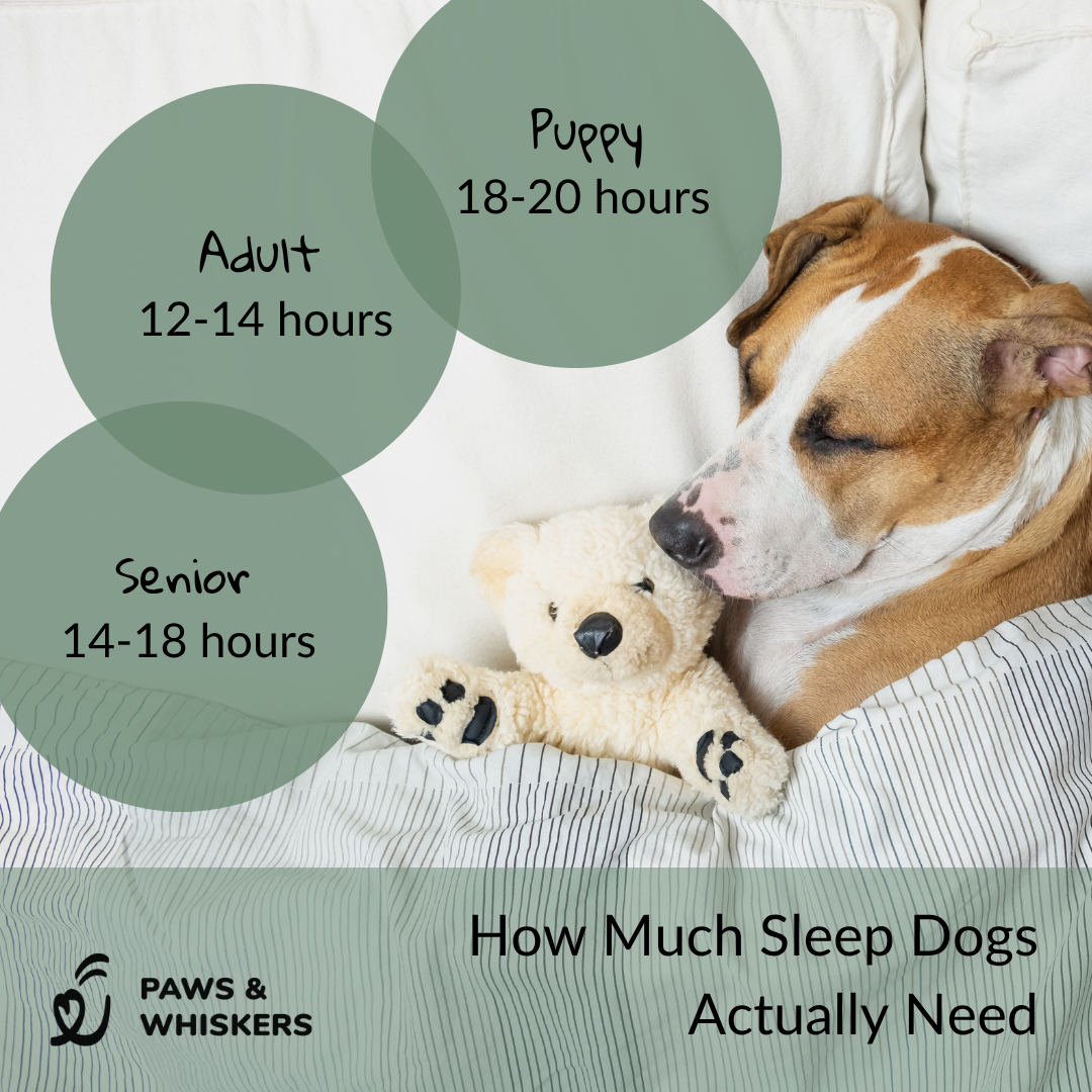 Paws & Whiskers educational graphic showing a sleeping dog beside recommended daily sleep ranges for puppies, adult dogs, and senior dogs.