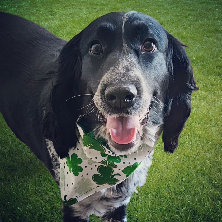 Black-and-white dog wearing a white bandana printed with green shamrocks while standing on grass.