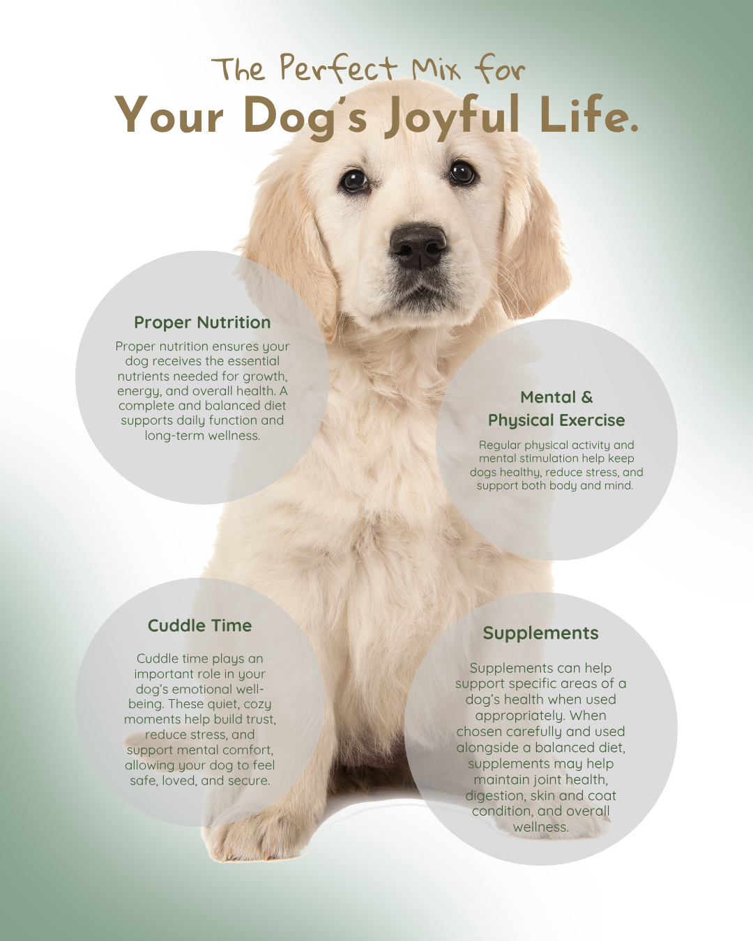 Paws & Whiskers educational graphic featuring a golden retriever puppy with tips on nutrition, exercise, cuddle time, and supplements.